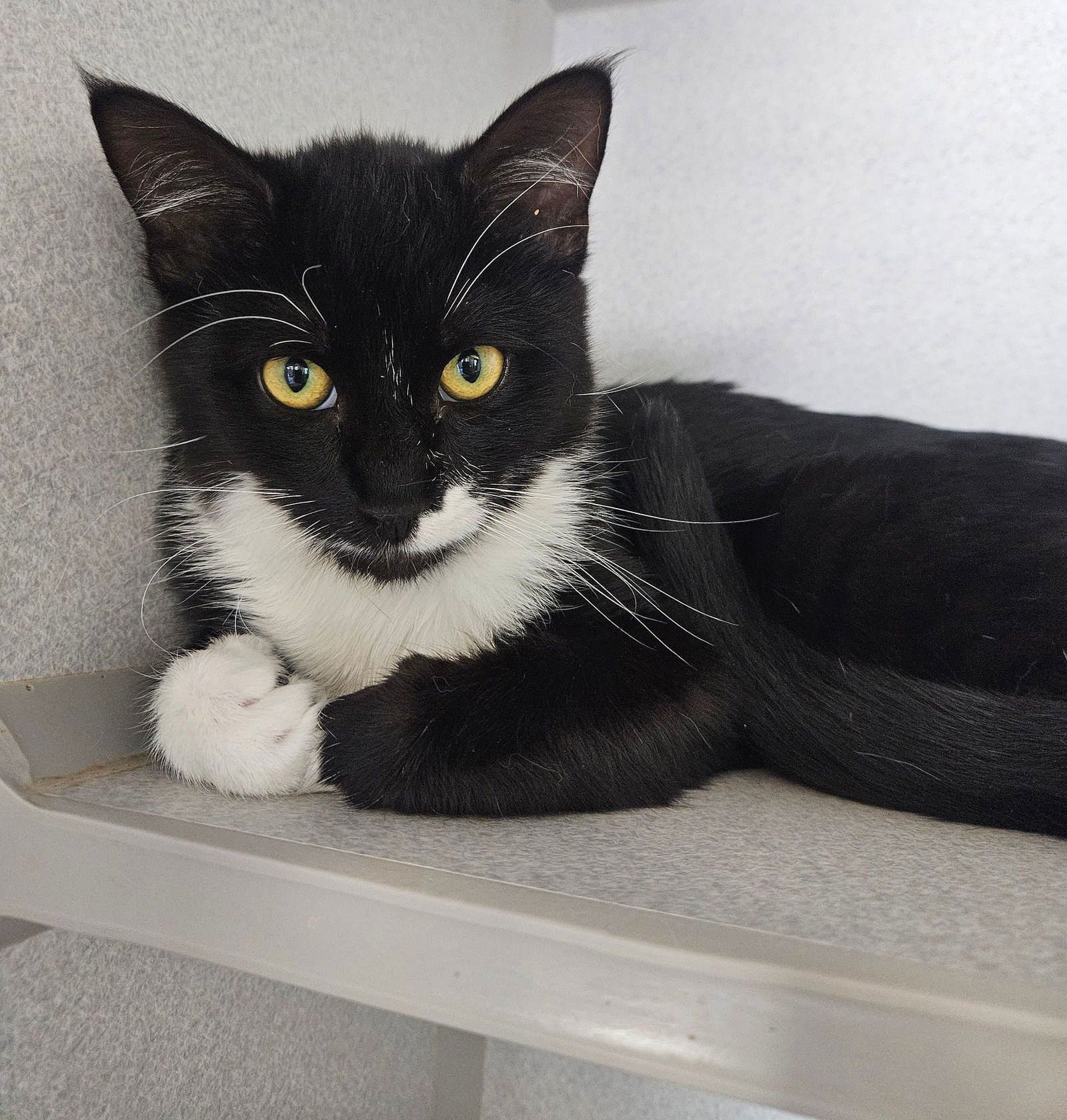 GUMMY - Unknown available for adoption