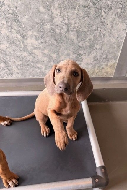 GRIFFIN - Unknown available for adoption