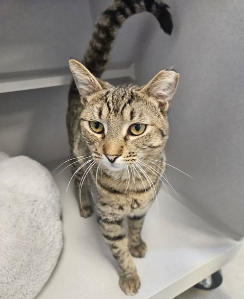 ROBIN - Unknown available for adoption