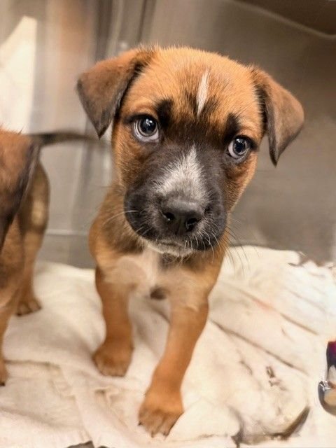 BOULEVARD - Unknown available for adoption