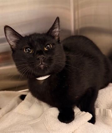 SNOW - Unknown available for adoption