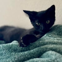 Coco - Photo 1
