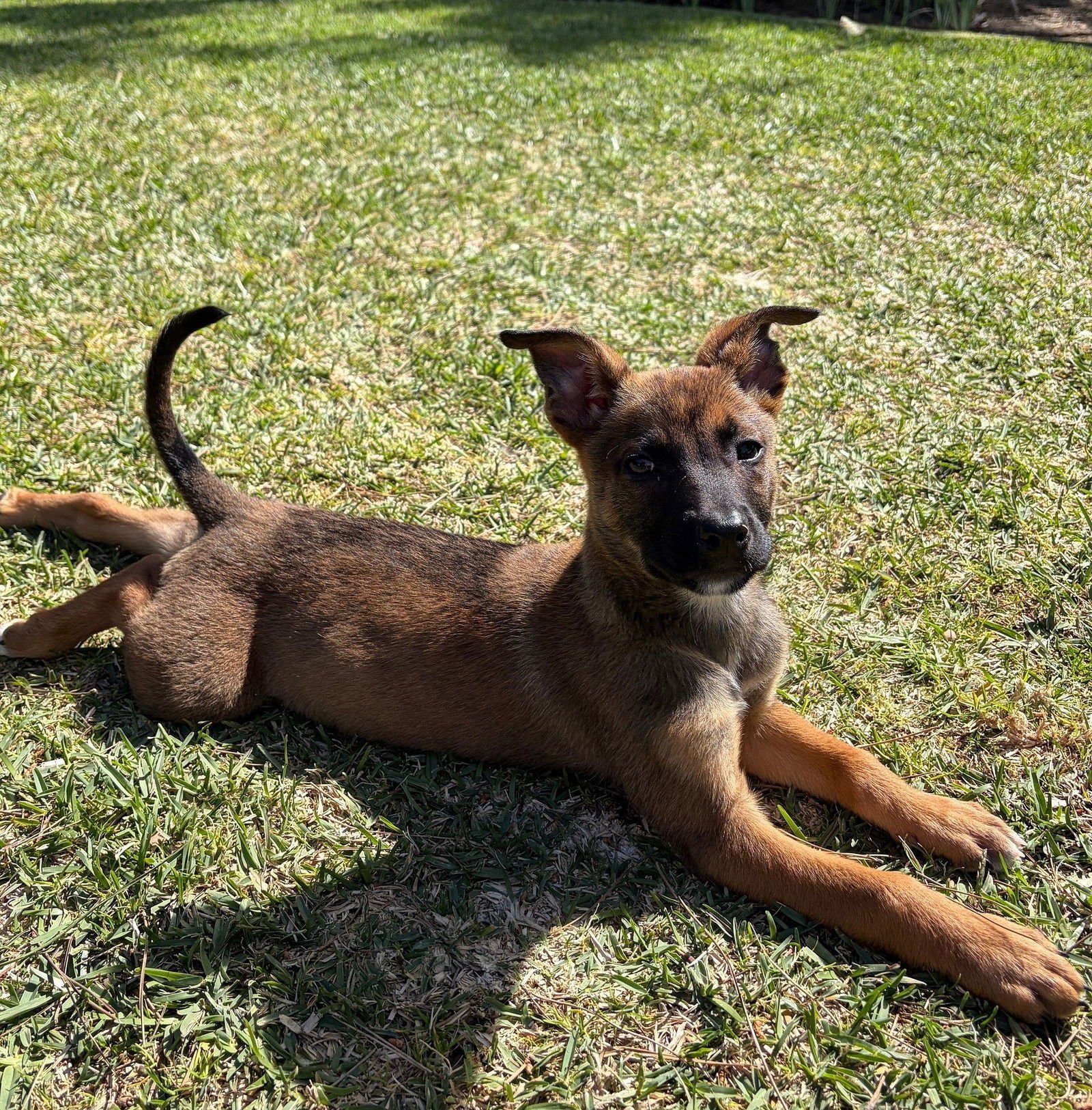 CATFISH - Unknown available for adoption