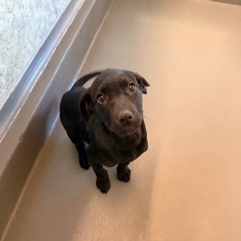 SCOOBY - Unknown available for adoption