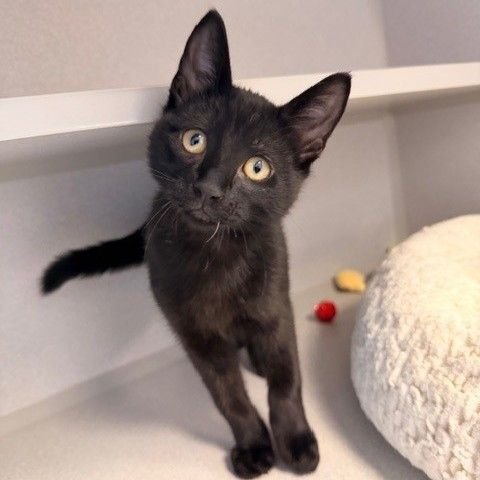 SUN - Unknown available for adoption