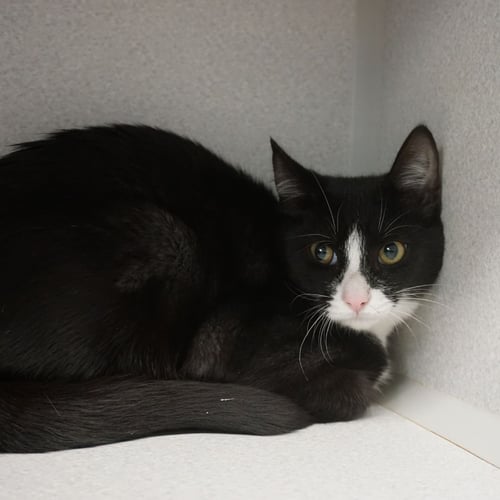 GUMDROP - Unknown available for adoption