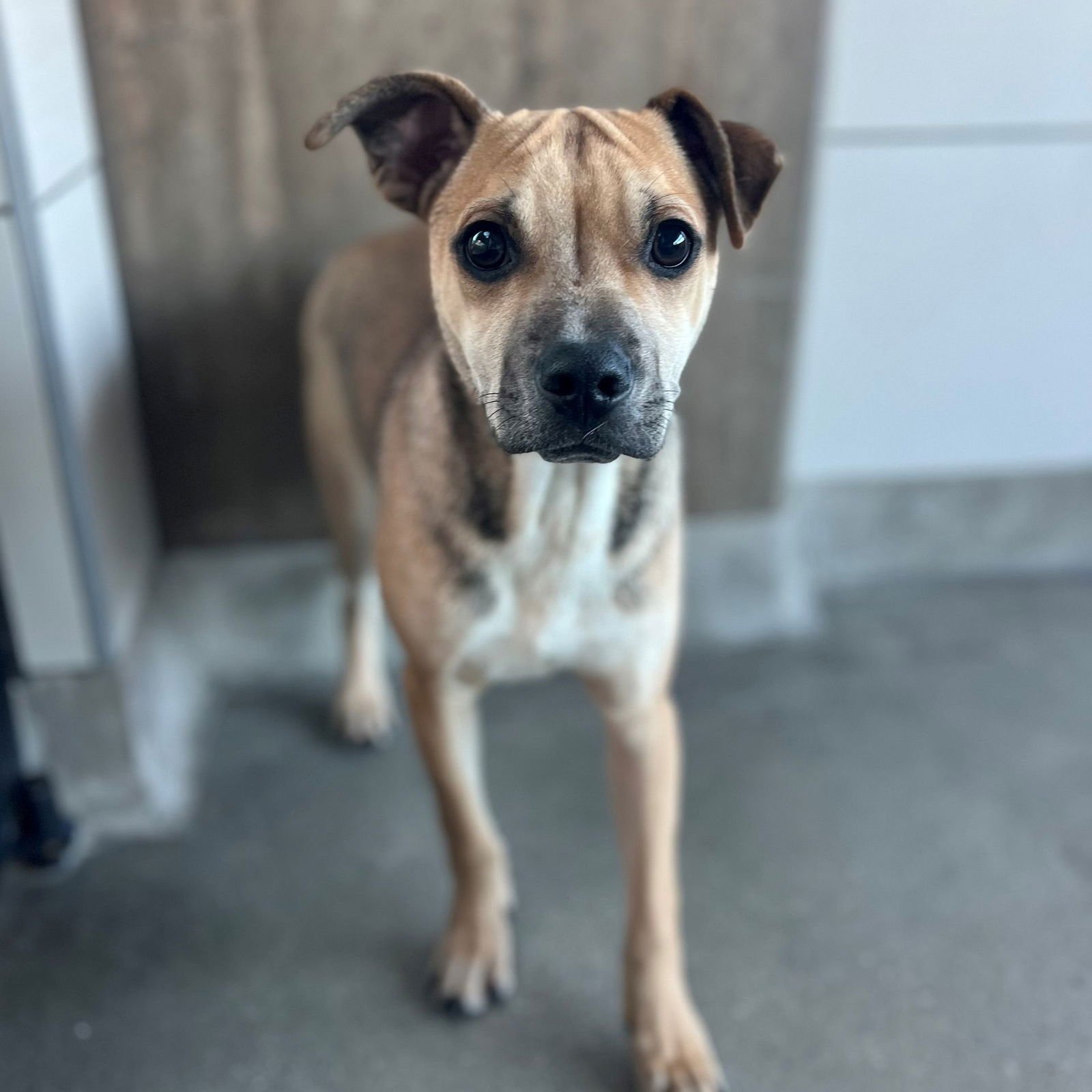 TOBY - Unknown available for adoption