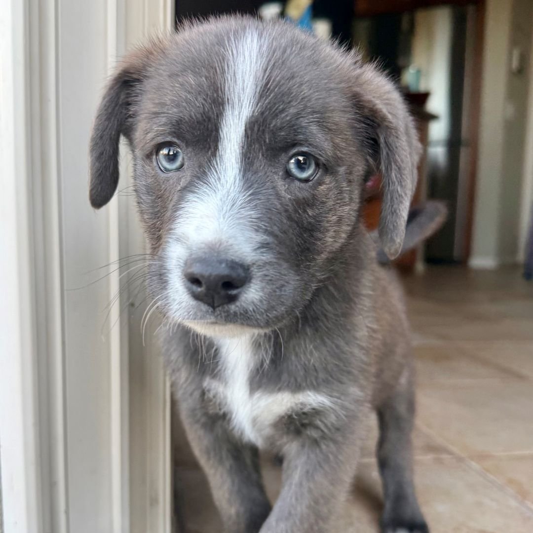 GILL - Unknown available for adoption