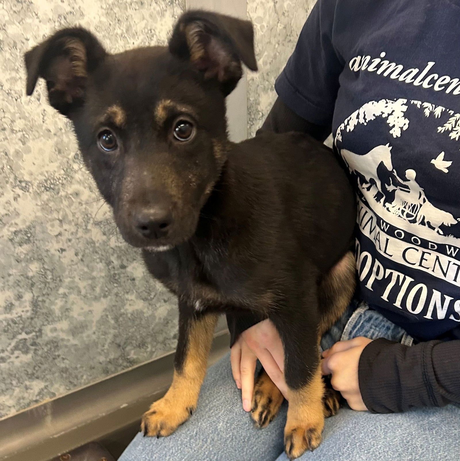 IRIS - Unknown available for adoption