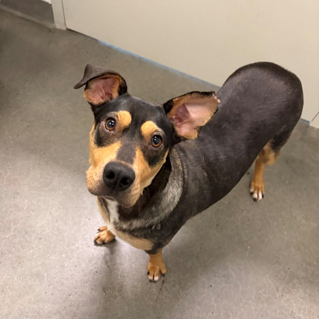 GALAXY - Unknown available for adoption