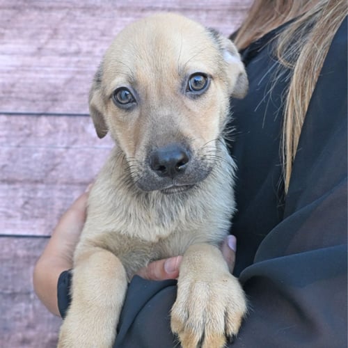 BOURBON - Unknown available for adoption