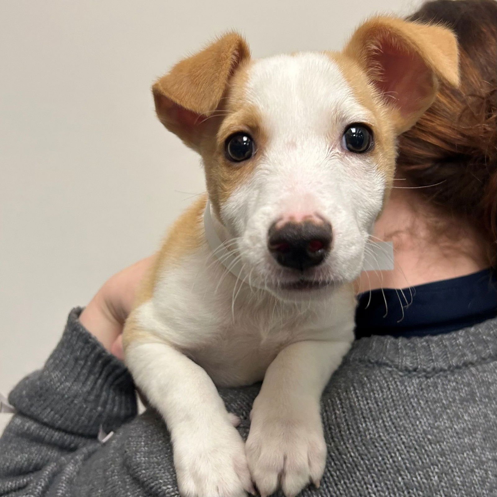 MILES - Unknown available for adoption