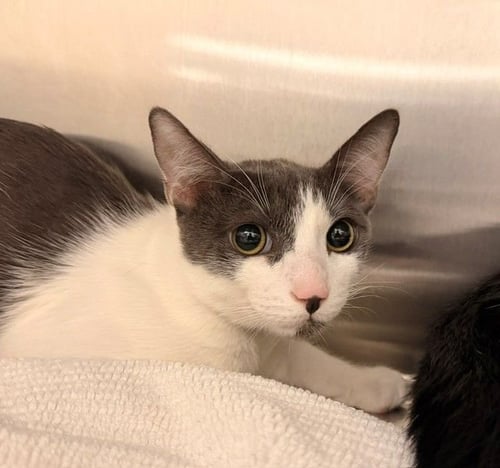 KRISPIES - Unknown available for adoption