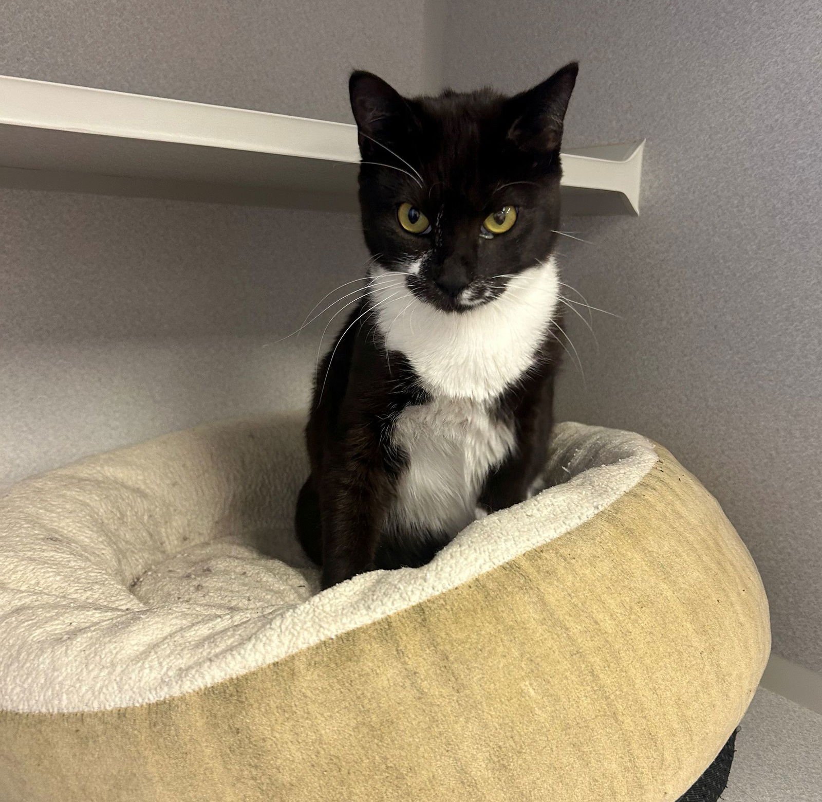 STORMY - Unknown available for adoption