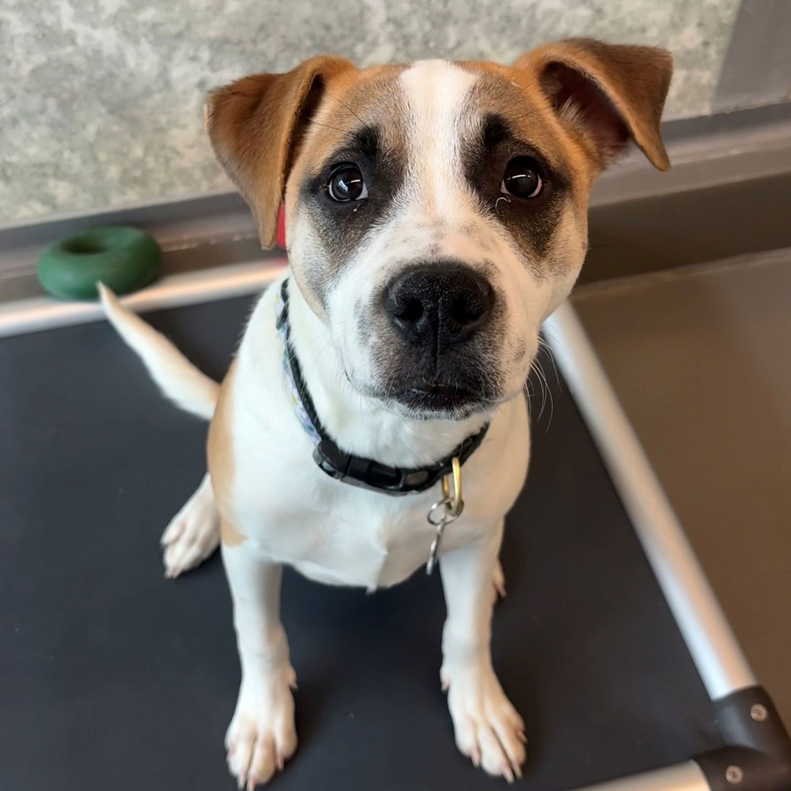 NUTMEG - Unknown available for adoption