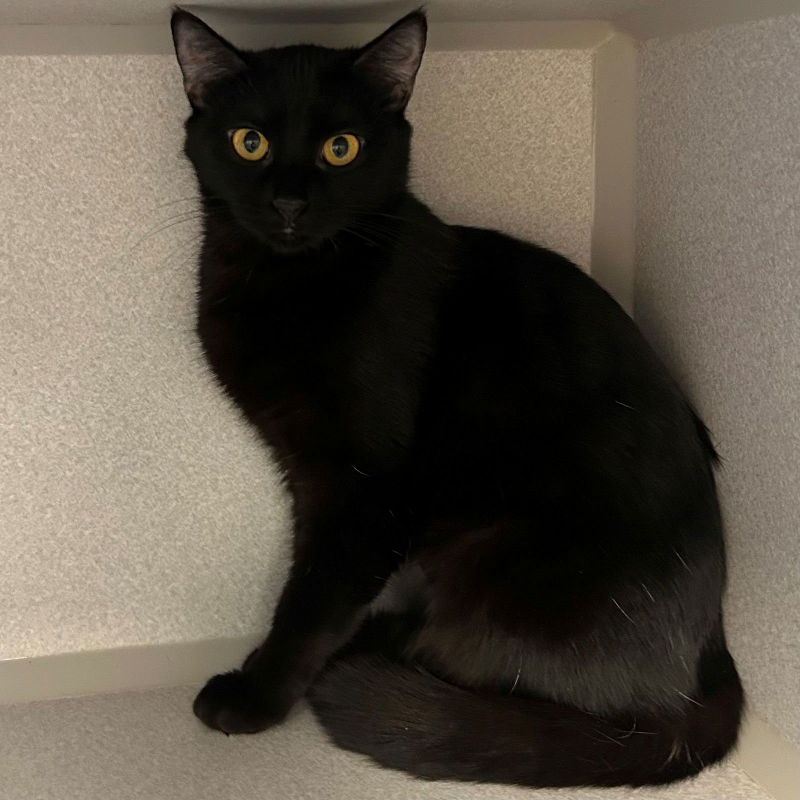 FOUR - Unknown available for adoption