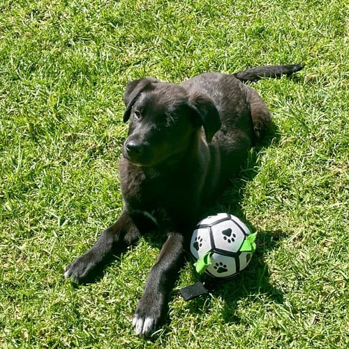 GLINDA - Unknown available for adoption