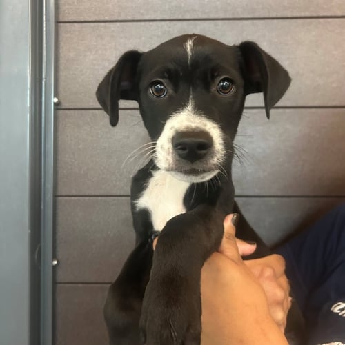 RUFUS - Unknown available for adoption