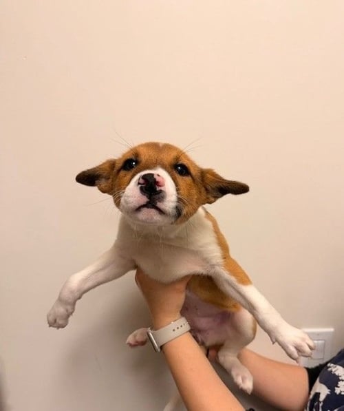 SLEEPY - Unknown available for adoption