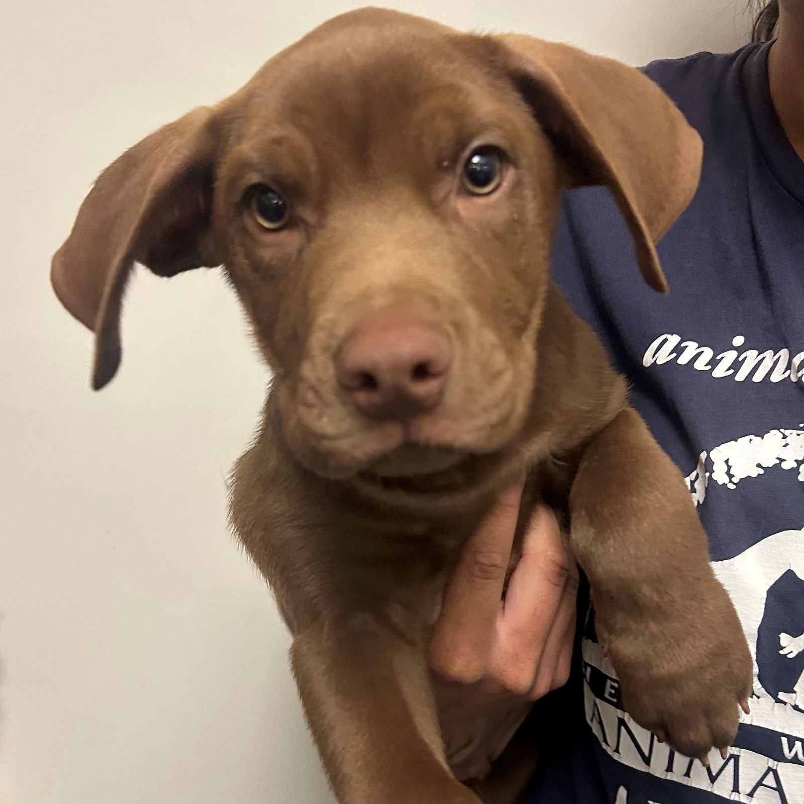 BASIL - Unknown available for adoption