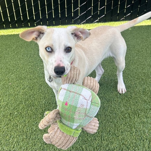 RUFFLES - Unknown available for adoption