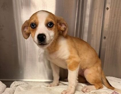 POPSICLE - Unknown available for adoption