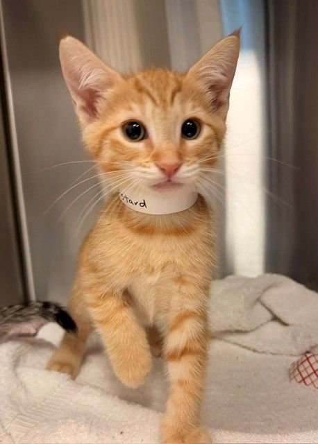 MUSTARD - Unknown available for adoption