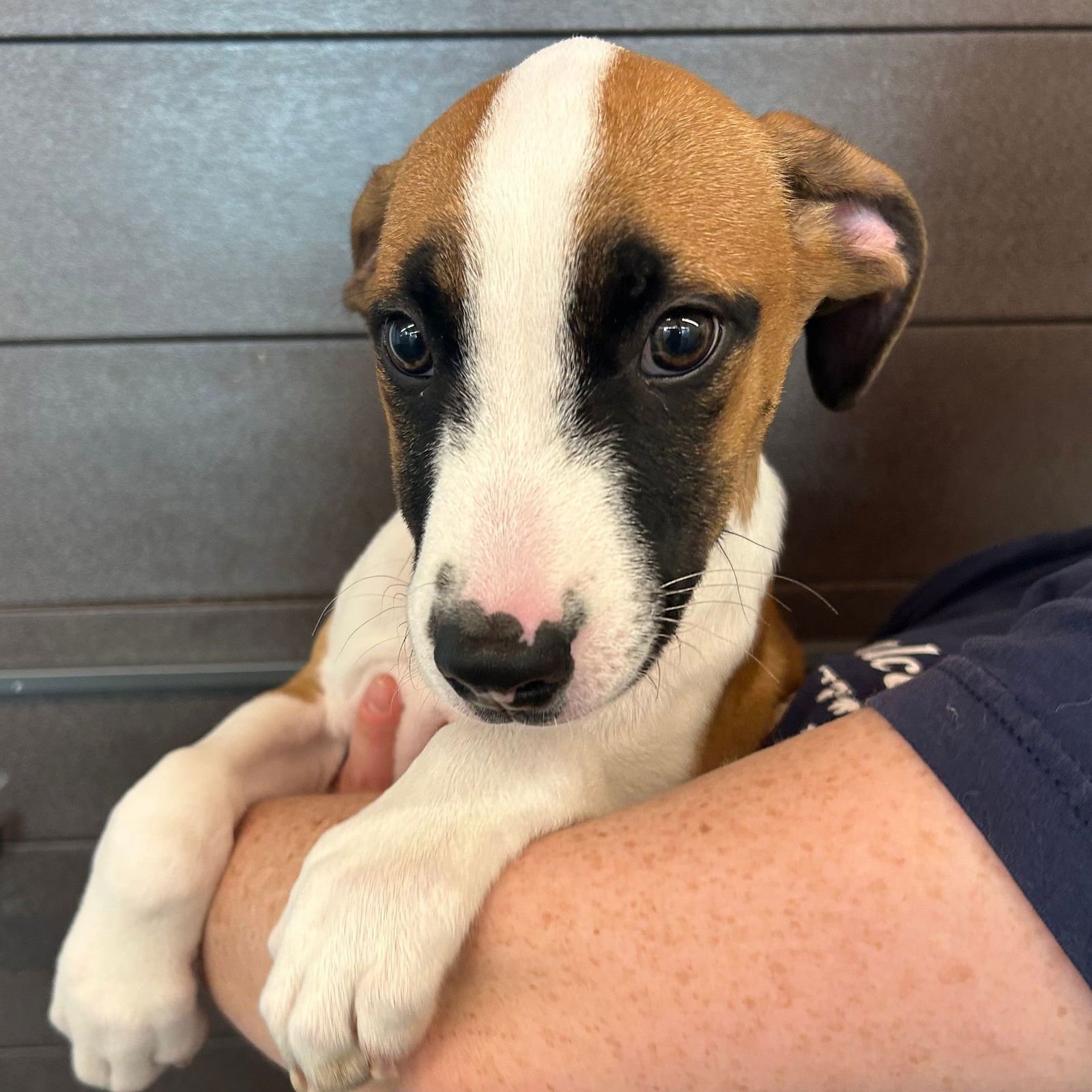 SAUSAGE - Unknown available for adoption