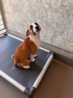 SAUSAGE - Unknown available for adoption