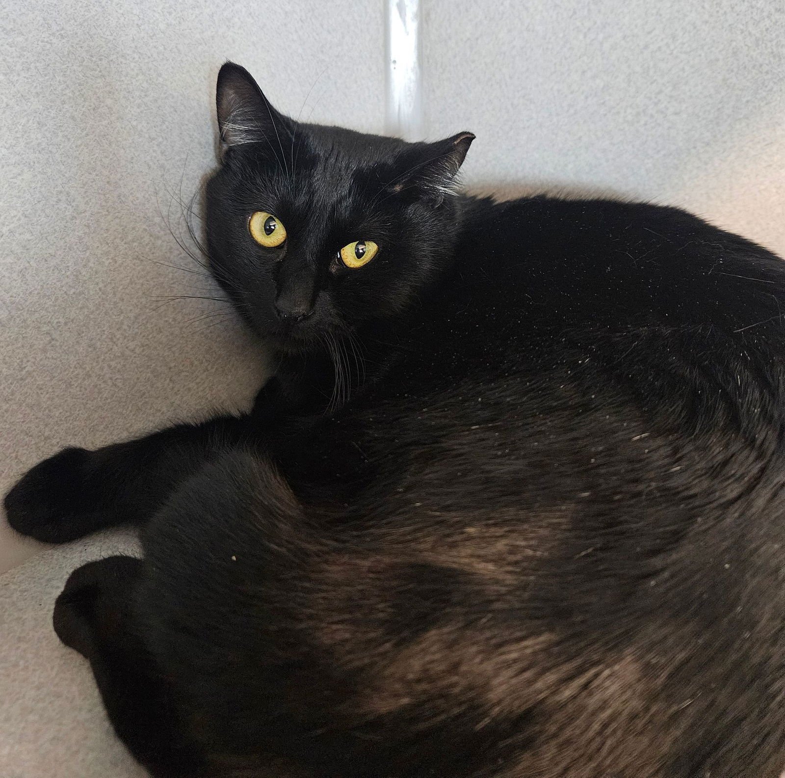 OZZY - Unknown available for adoption