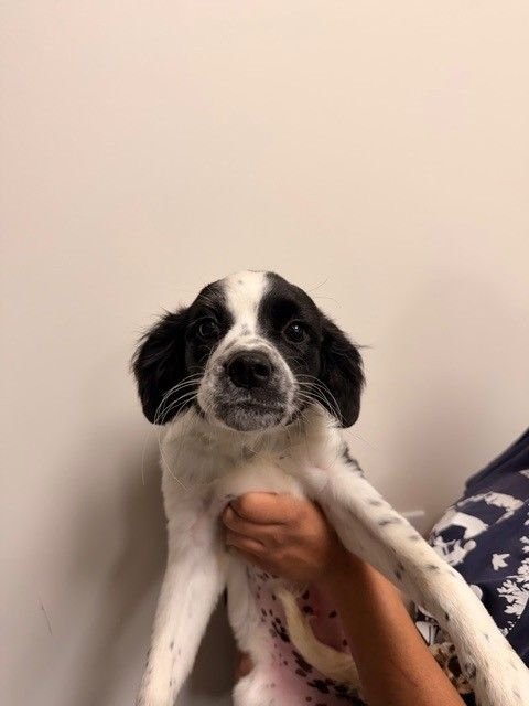 PECAN - Unknown available for adoption