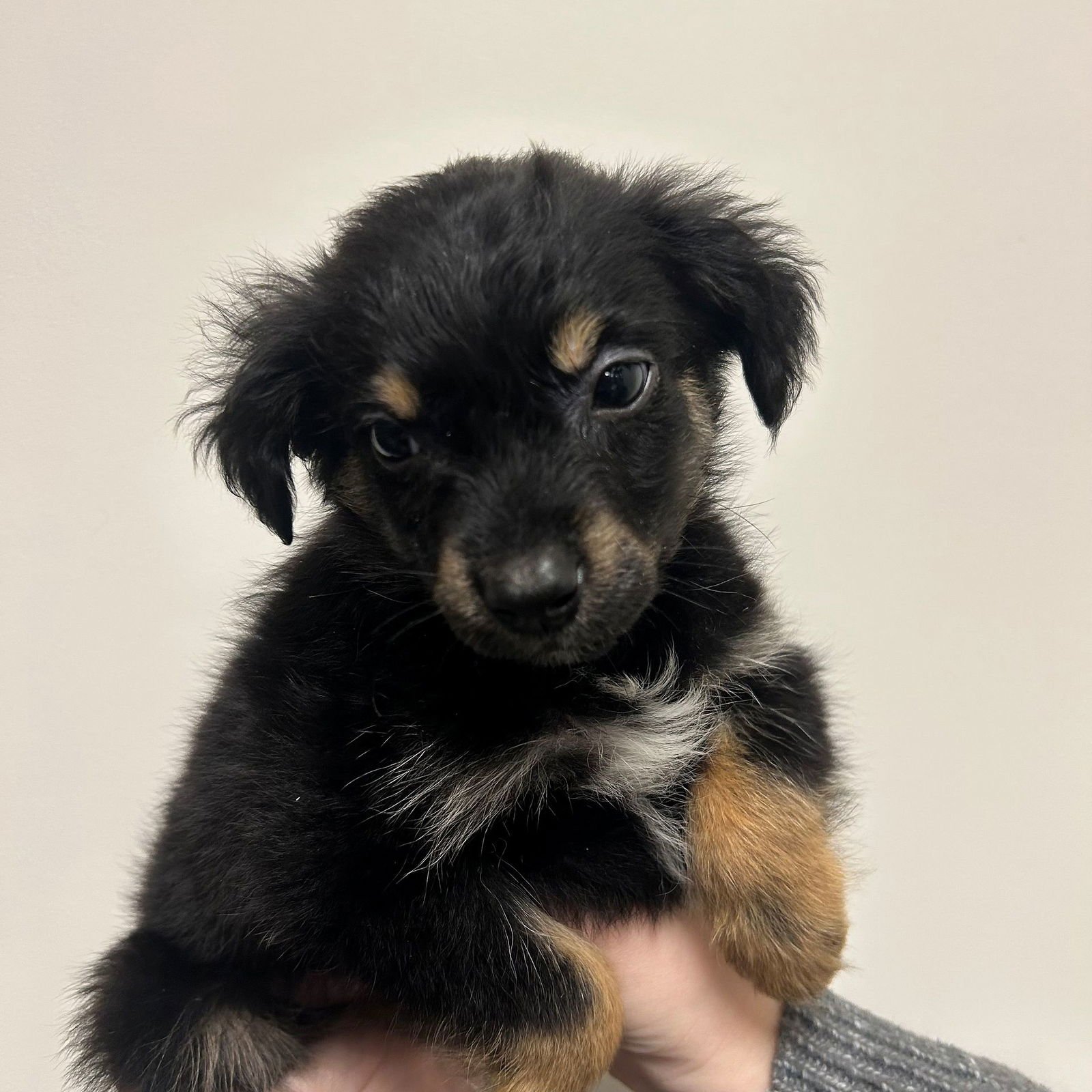 CANDY LAND - Unknown available for adoption