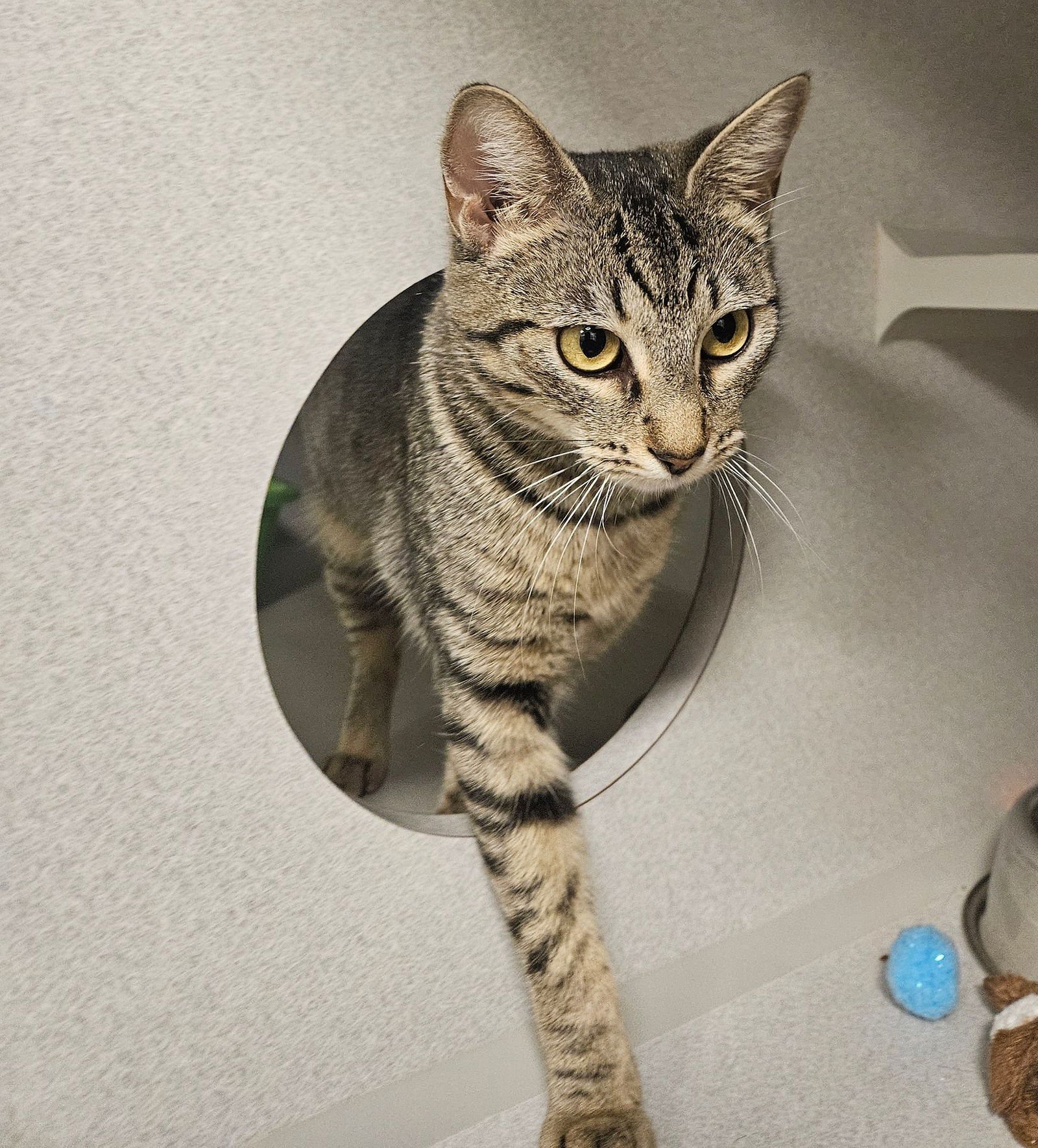 BRECKENRIDGE - Unknown available for adoption