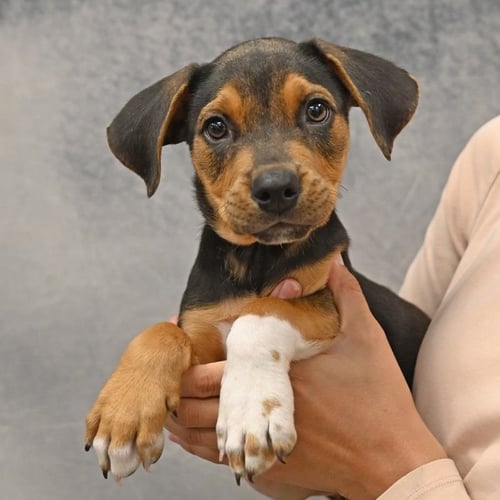 SPENCER - Unknown available for adoption