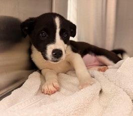 GRUMPY - Unknown available for adoption