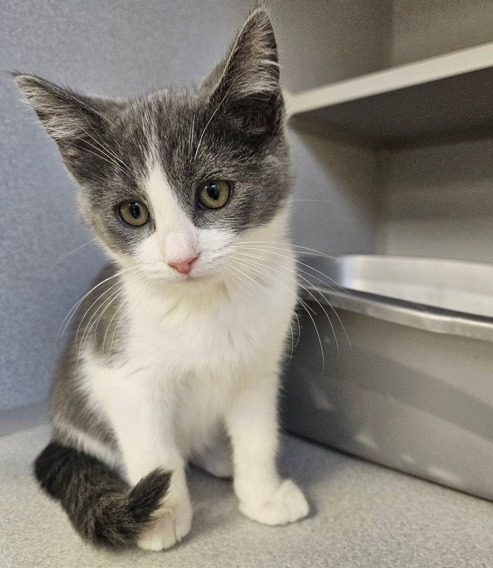 ICE CREAM - Unknown available for adoption