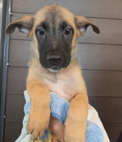 TESSA - Unknown available for adoption