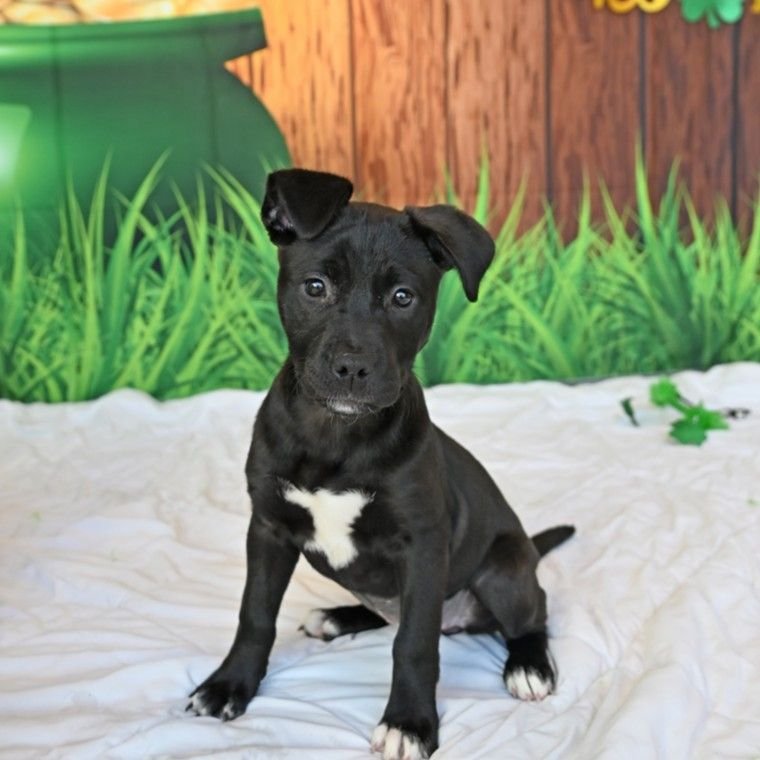 PARTRIDGE - Unknown available for adoption