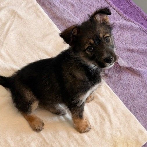 CURLY - Unknown available for adoption