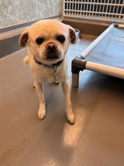 ALEXANDER - Unknown available for adoption