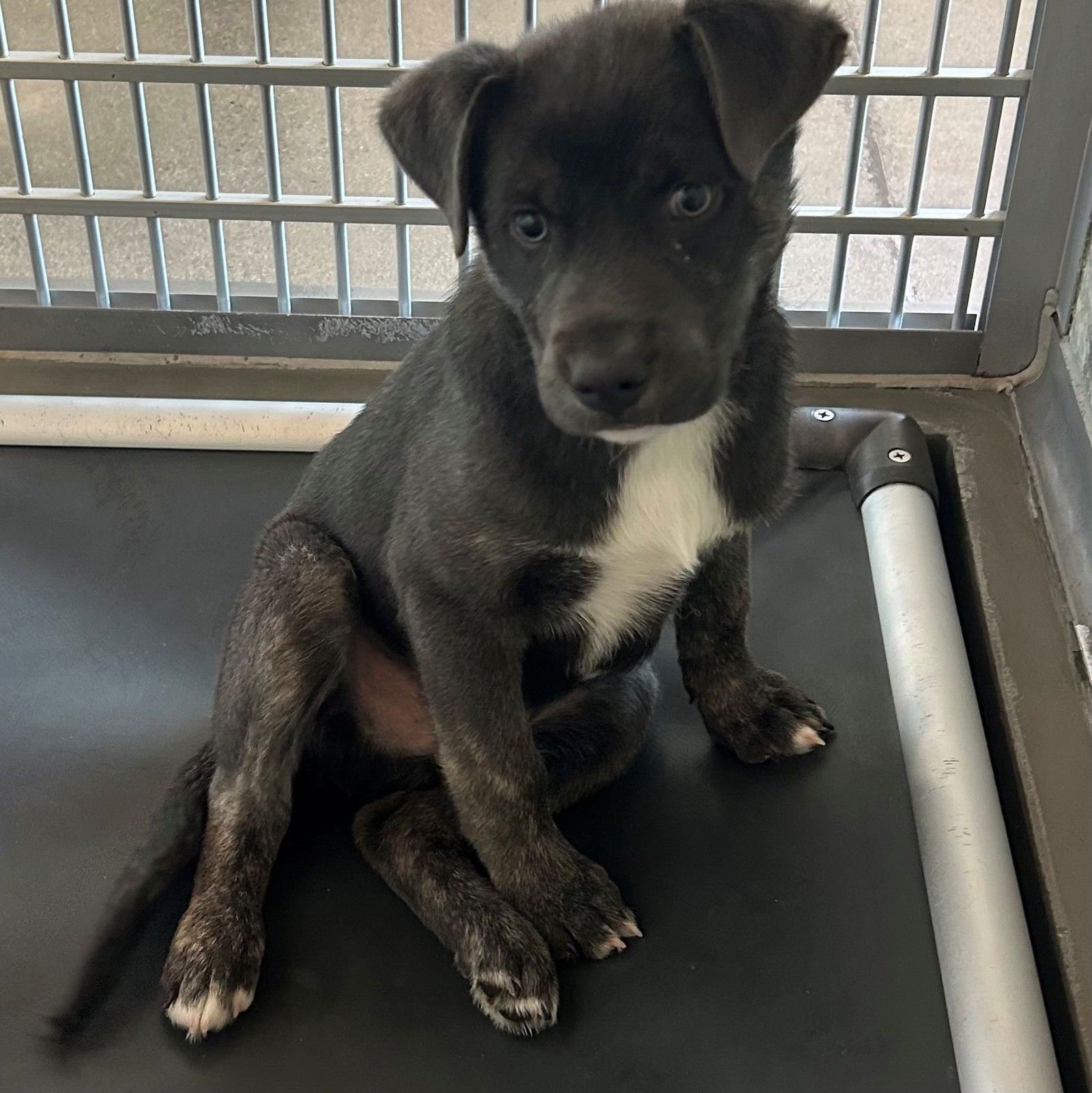 DORY - Unknown available for adoption