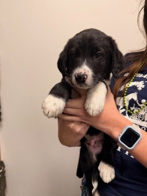 CLOVER - Unknown available for adoption