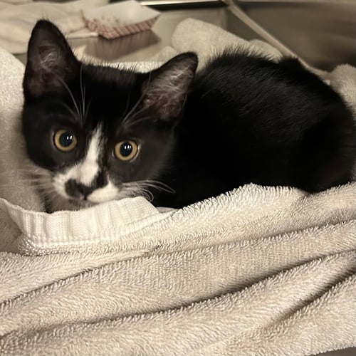 GRASS - Unknown available for adoption