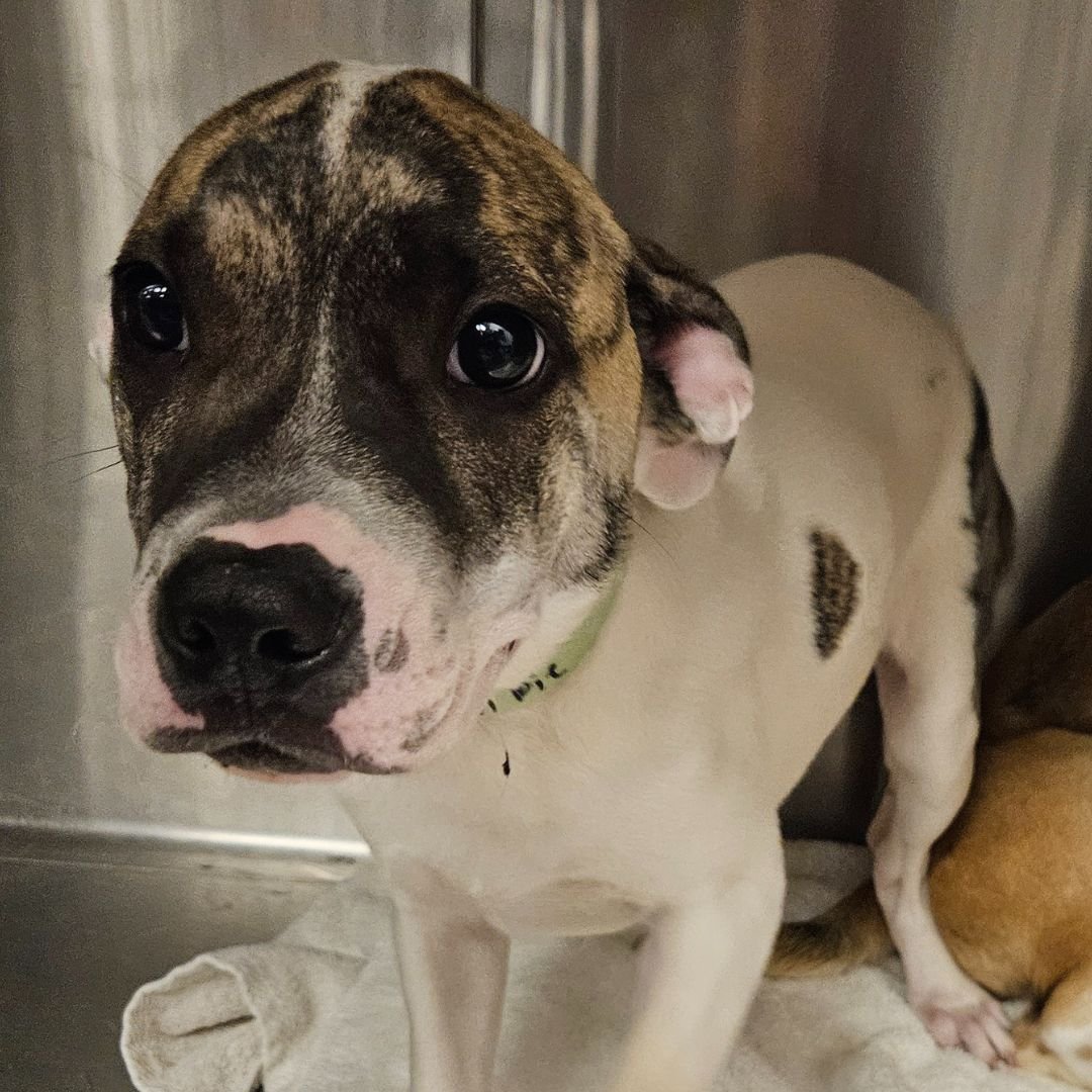 ROY - Unknown available for adoption