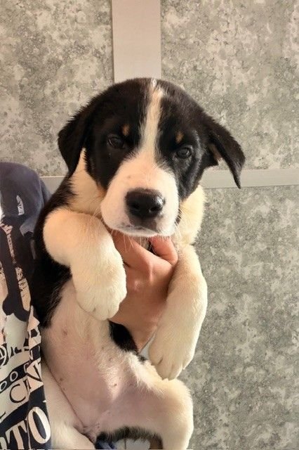 BETHANY - Unknown available for adoption