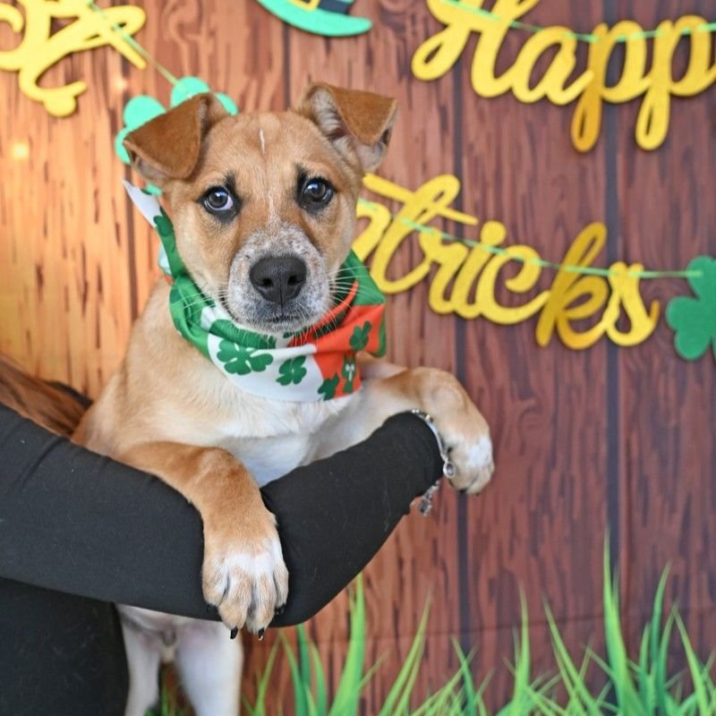 FLASH - Unknown available for adoption