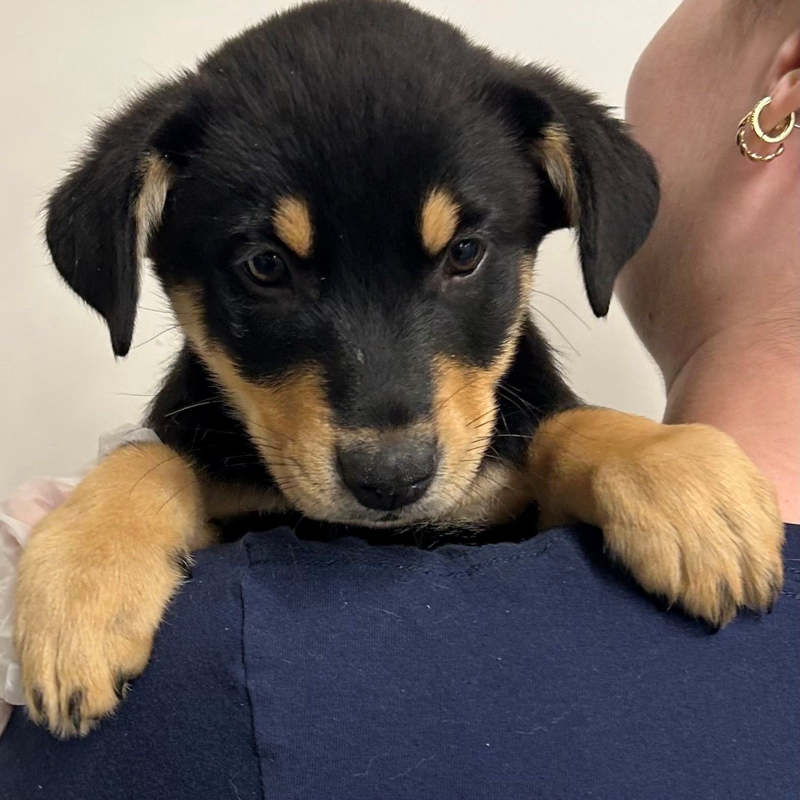 DUKE - Unknown available for adoption