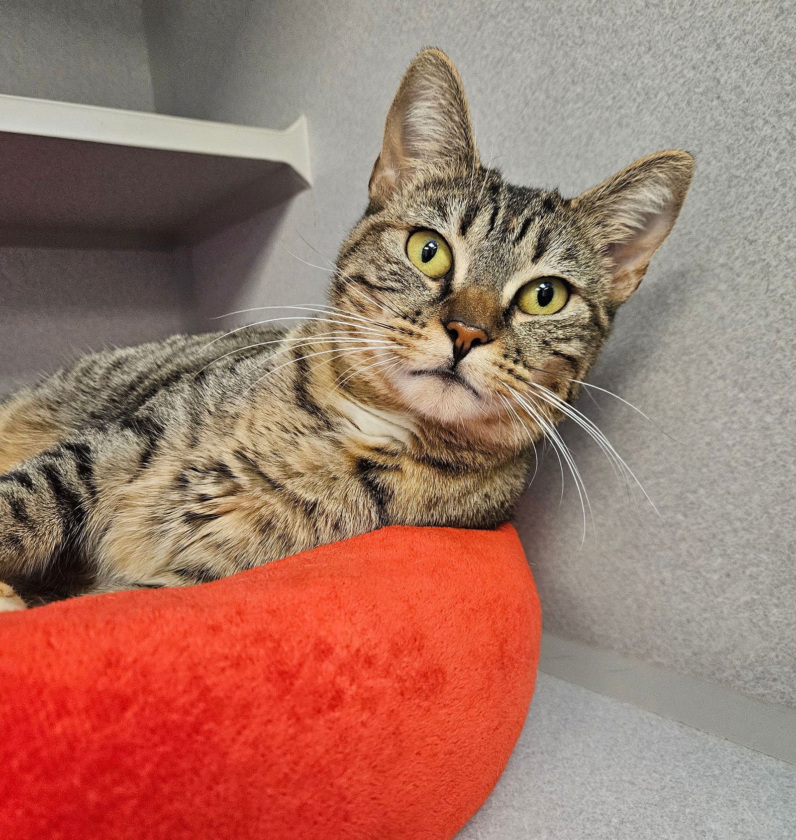 ALANA - Unknown available for adoption