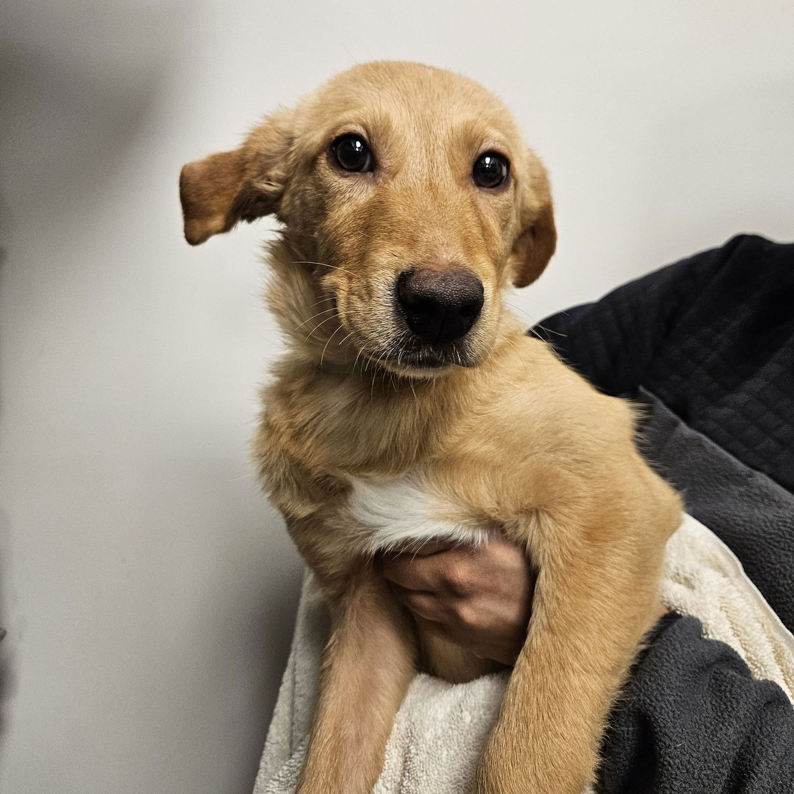 SPRITZ - Unknown available for adoption