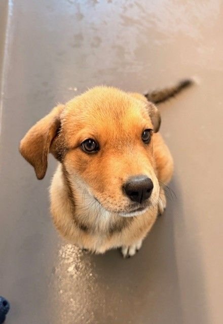 SNOW ANGEL - Unknown available for adoption